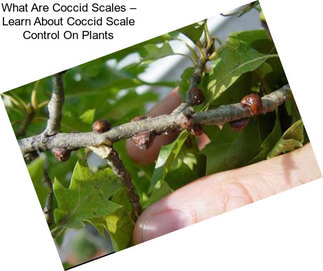 What Are Coccid Scales – Learn About Coccid Scale Control On Plants