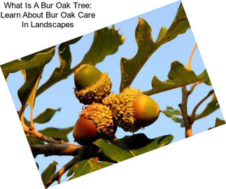 What Is A Bur Oak Tree: Learn About Bur Oak Care In Landscapes