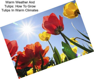 Warm Weather And Tulips: How To Grow Tulips In Warm Climates