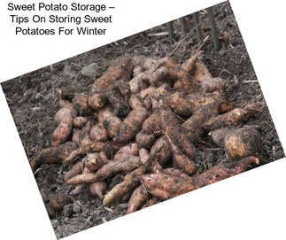 Sweet Potato Storage – Tips On Storing Sweet Potatoes For Winter