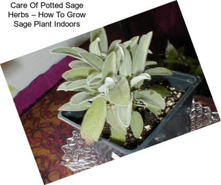 Care Of Potted Sage Herbs – How To Grow Sage Plant Indoors