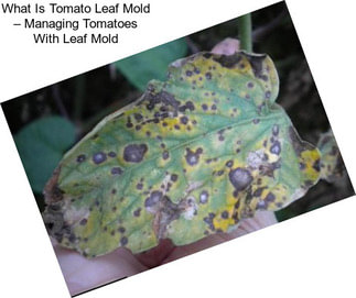 What Is Tomato Leaf Mold – Managing Tomatoes With Leaf Mold