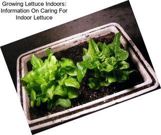 Growing Lettuce Indoors: Information On Caring For Indoor Lettuce