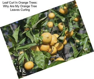 Leaf Curl In Orange Trees: Why Are My Orange Tree Leaves Curling