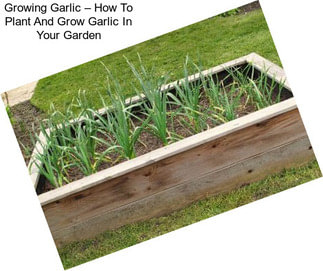 Growing Garlic – How To Plant And Grow Garlic In Your Garden