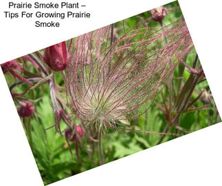 Prairie Smoke Plant – Tips For Growing Prairie Smoke