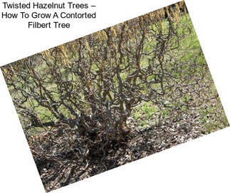 Twisted Hazelnut Trees – How To Grow A Contorted Filbert Tree