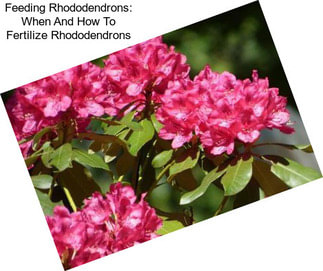 Feeding Rhododendrons: When And How To Fertilize Rhododendrons