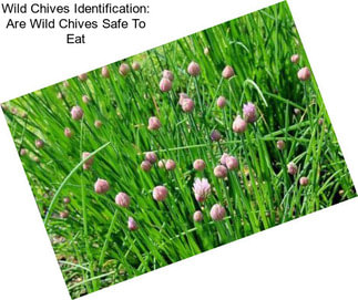 Wild Chives Identification: Are Wild Chives Safe To Eat