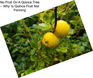 No Fruit On A Quince Tree – Why Is Quince Fruit Not Forming