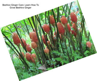 Beehive Ginger Care: Learn How To Grow Beehive Ginger