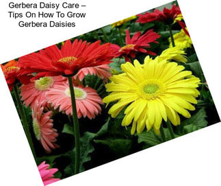 Gerbera Daisy Care – Tips On How To Grow Gerbera Daisies