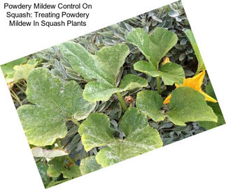 Powdery Mildew Control On Squash: Treating Powdery Mildew In Squash Plants
