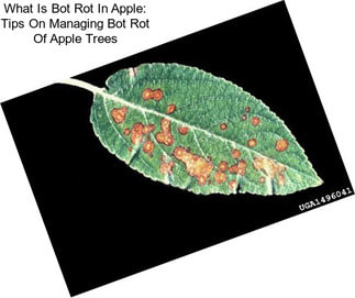 What Is Bot Rot In Apple: Tips On Managing Bot Rot Of Apple Trees