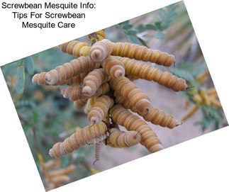 Screwbean Mesquite Info: Tips For Screwbean Mesquite Care