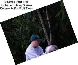 Squirrels Fruit Tree Protection: Using Squirrel Deterrents For Fruit Trees