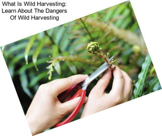 What Is Wild Harvesting: Learn About The Dangers Of Wild Harvesting