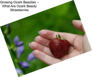 Growing Ozark Beauties – What Are Ozark Beauty Strawberries