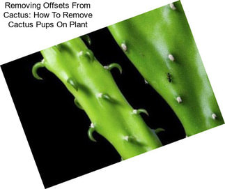 Removing Offsets From Cactus: How To Remove Cactus Pups On Plant