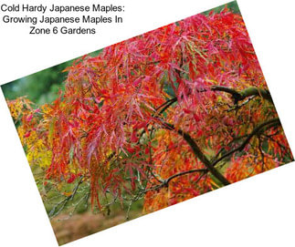 Cold Hardy Japanese Maples: Growing Japanese Maples In Zone 6 Gardens