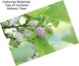 Corkscrew Mulberries: Care Of Contorted Mulberry Trees