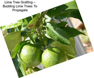 Lime Tree Grafting – Budding Lime Trees To Propagate