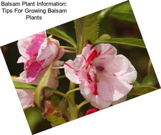 Balsam Plant Information: Tips For Growing Balsam Plants