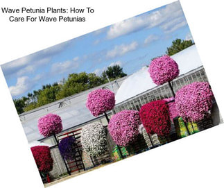 Wave Petunia Plants: How To Care For Wave Petunias