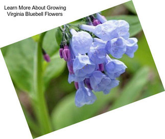 Learn More About Growing Virginia Bluebell Flowers