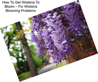 How To Get Wisteria To Bloom – Fix Wisteria Blooming Problems