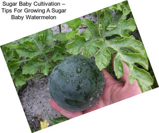 Sugar Baby Cultivation – Tips For Growing A Sugar Baby Watermelon