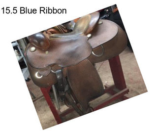 15.5 Blue Ribbon