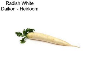 Radish White Daikon - Heirloom
