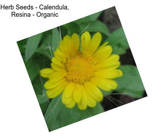 Herb Seeds - Calendula, Resina - Organic