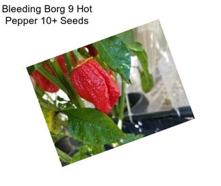 Bleeding Borg 9 Hot Pepper 10+ Seeds