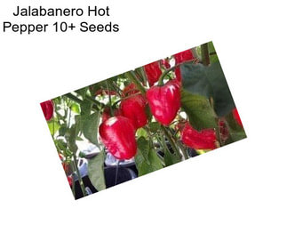 Jalabanero Hot Pepper 10+ Seeds