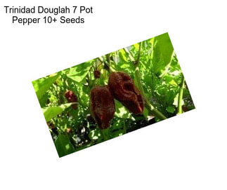 Trinidad Douglah 7 Pot Pepper 10+ Seeds