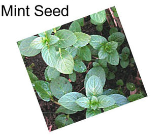 Mint Seed