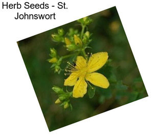 Herb Seeds - St. Johnswort