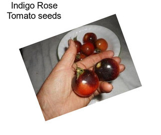 Indigo Rose Tomato seeds