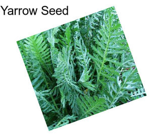 Yarrow Seed