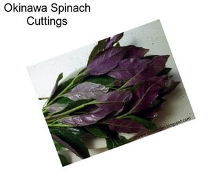 Okinawa Spinach Cuttings