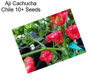 Aji Cachucha Chile 10+ Seeds