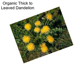 Organic Thick to Leaved Dandelion