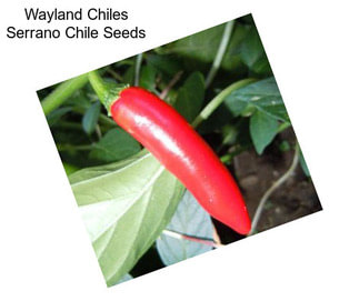 Wayland Chiles Serrano Chile Seeds