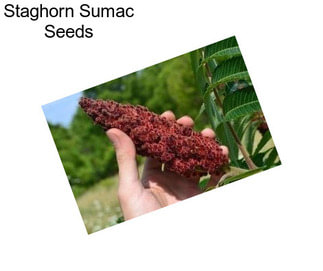 Staghorn Sumac Seeds