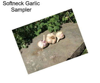 Softneck Garlic Sampler 