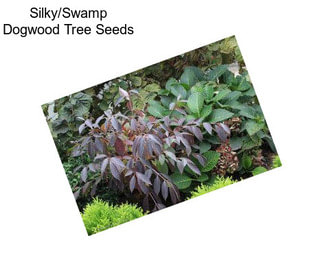 Silky/Swamp Dogwood Tree Seeds