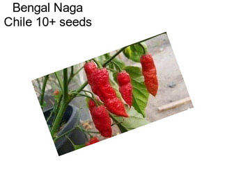 Bengal Naga Chile 10+ seeds