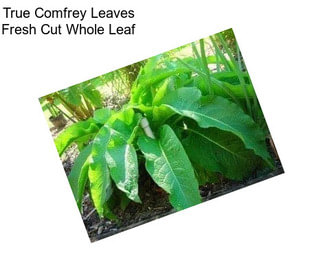 True Comfrey Leaves Fresh Cut Whole Leaf